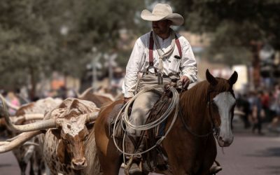 Die Pferde der Californios – Klassische Reitkunst auf der Rinderweide?